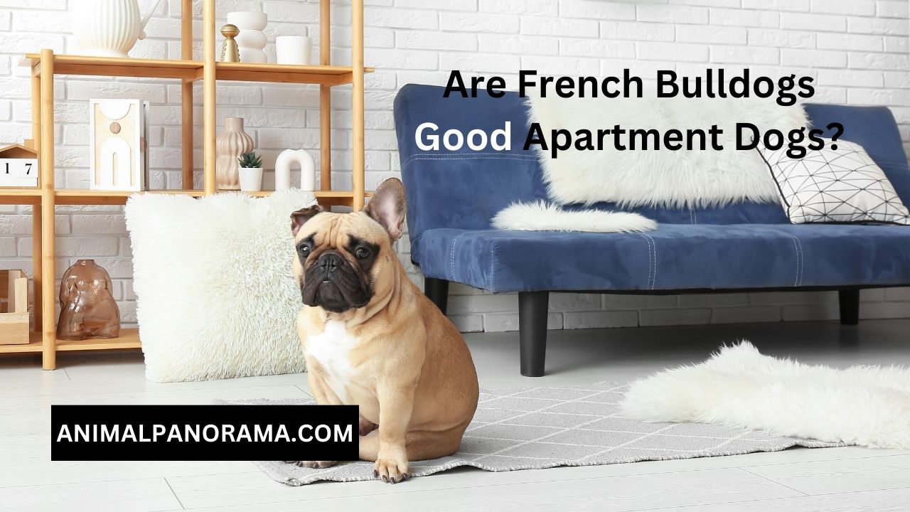 Are French Bulldogs Good Apartment Dogs