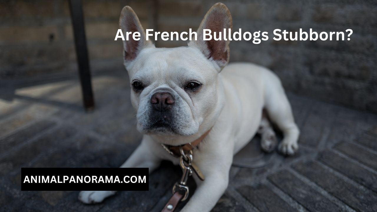 Are French Bulldogs Stubborn