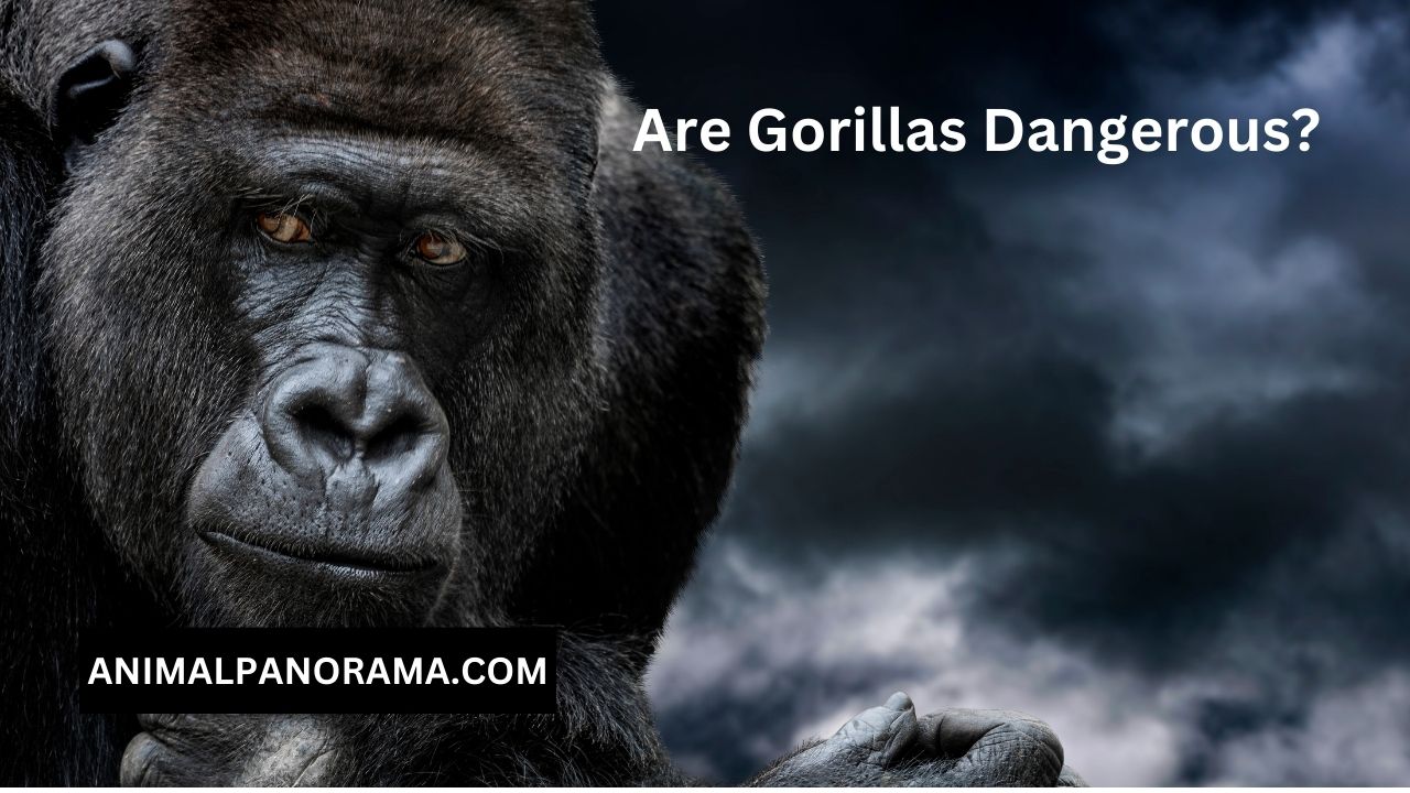 Are Gorillas Dangerous