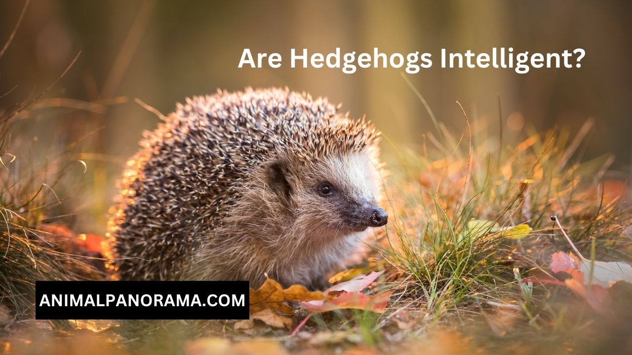 Are Hedgehogs Intelligent