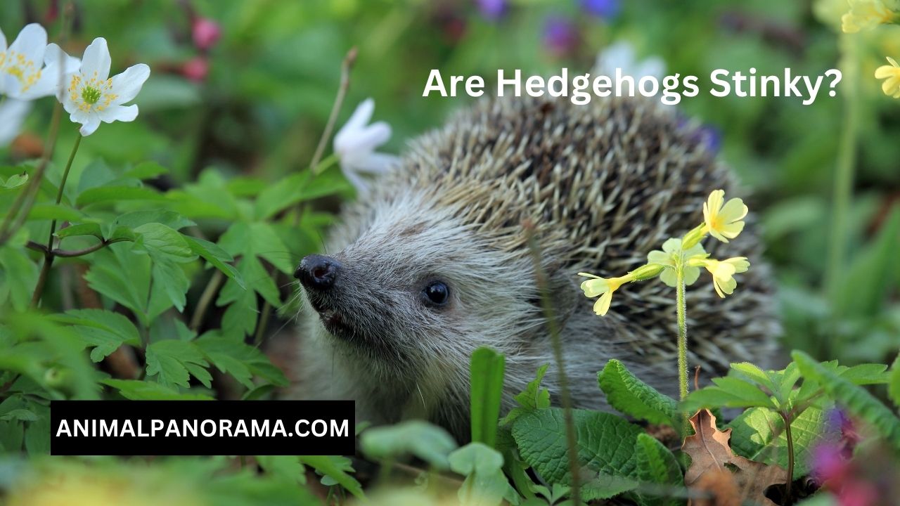 Are Hedgehogs Stinky