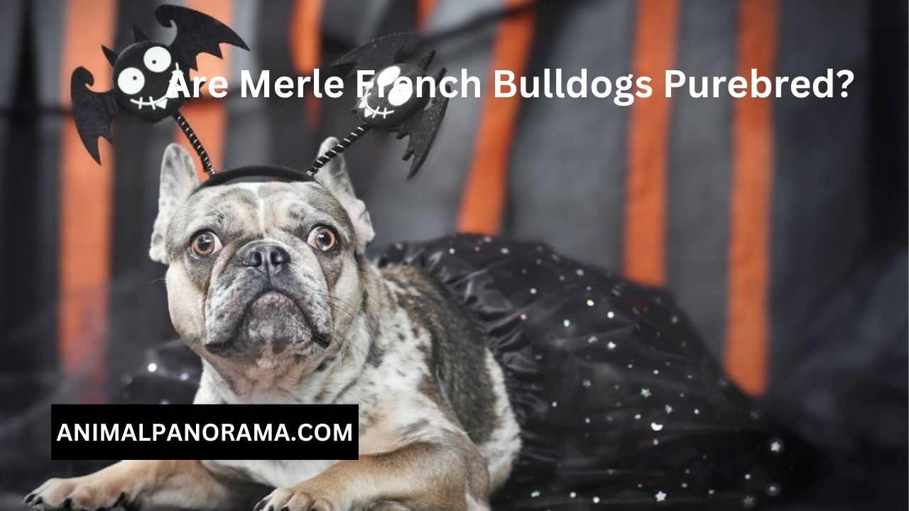 Are Merle French Bulldogs Purebred