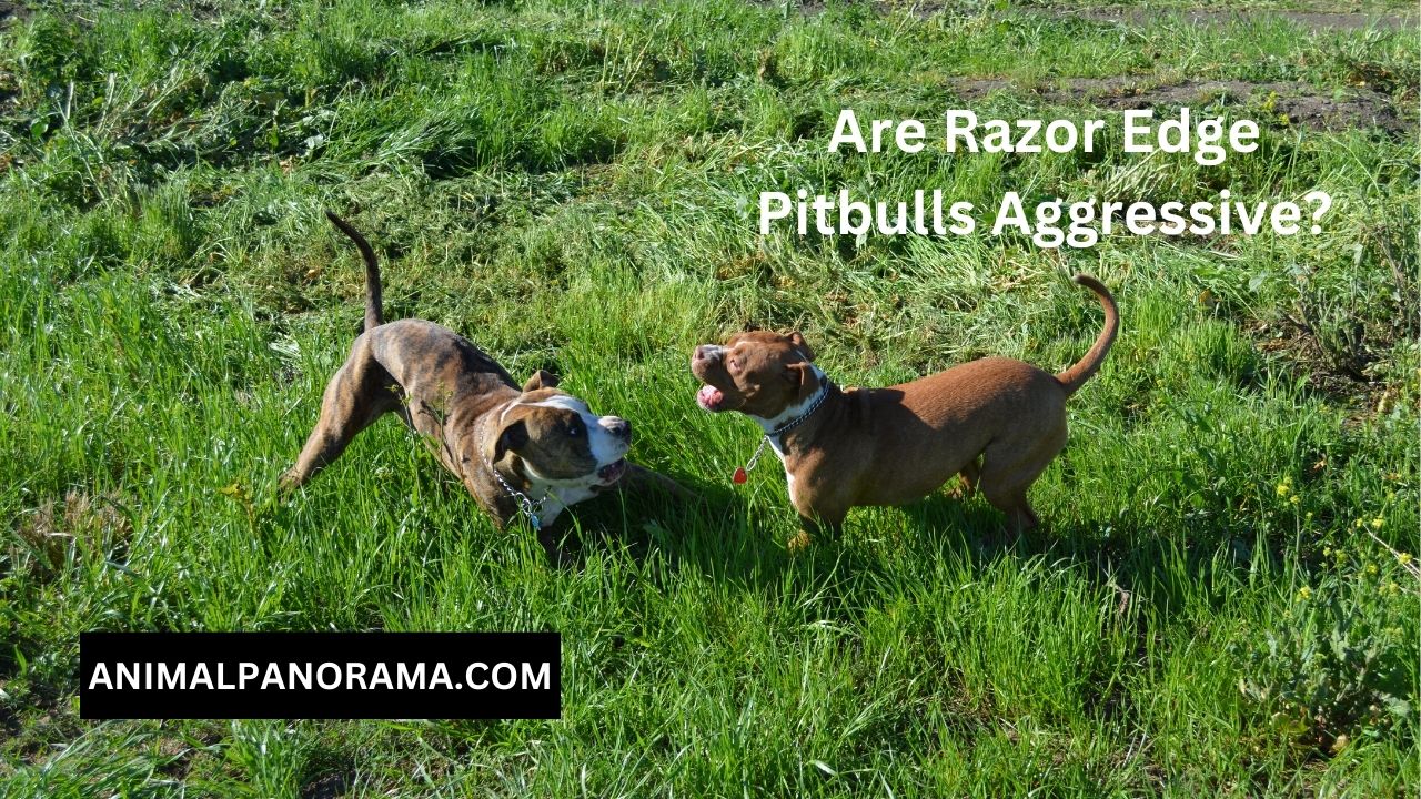 Are Razor Edge Pitbulls Aggressive