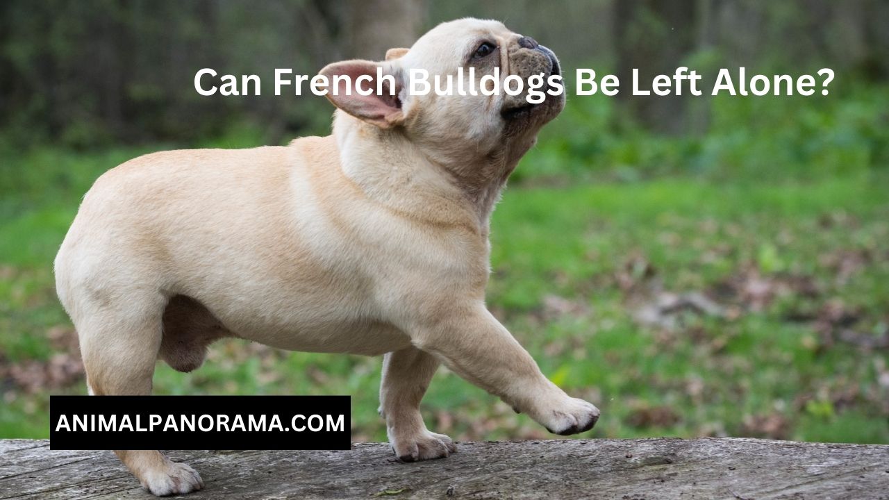 Can French Bulldogs Be Left Alone