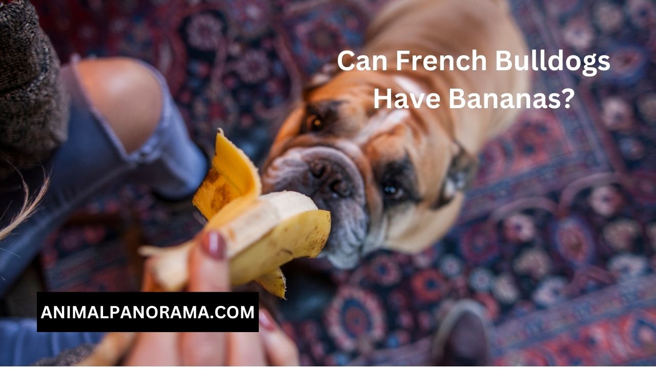 Can French Bulldogs Have Bananas