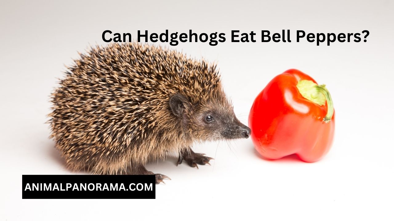 Can Hedgehogs Eat Bell Peppers