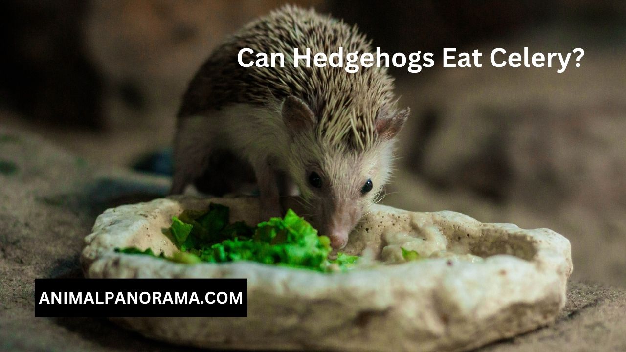 Can Hedgehogs Eat Celery