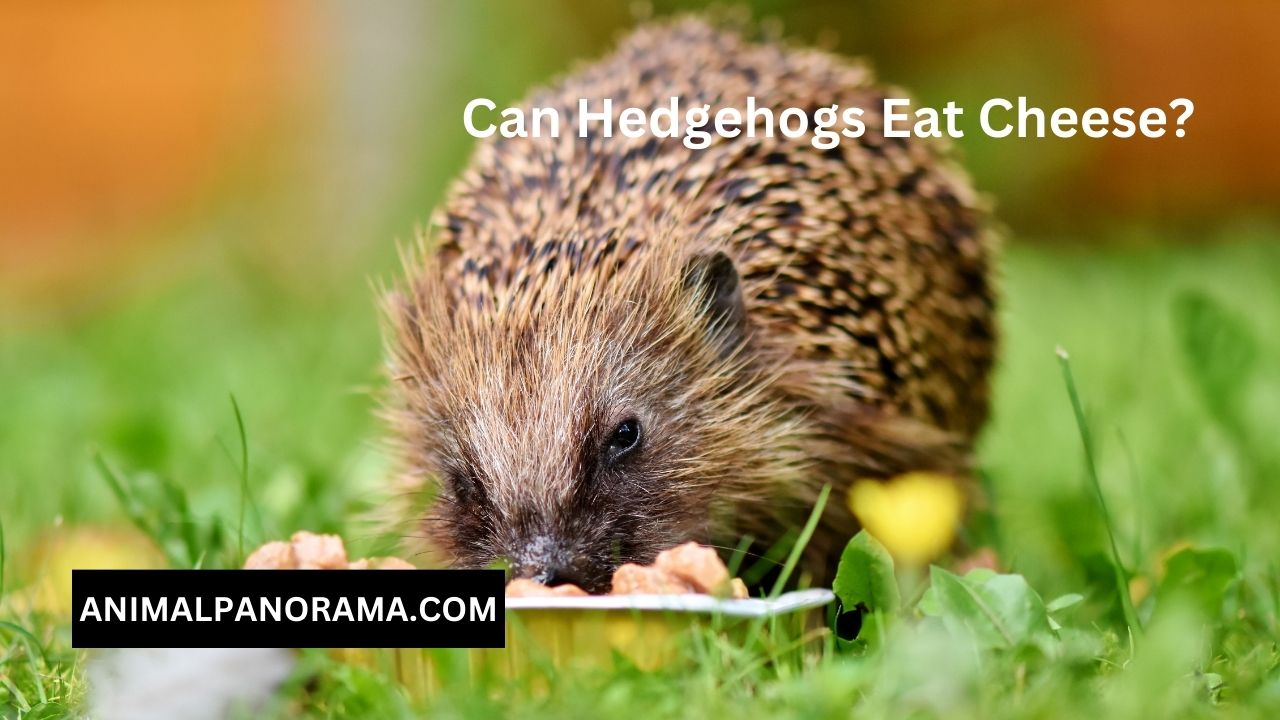 Can Hedgehogs Eat Cheese