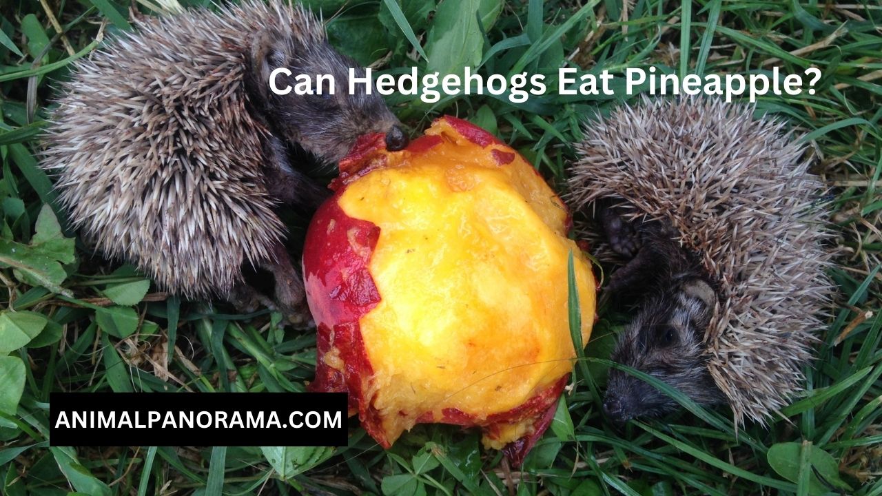 Can Hedgehogs Eat Pineapple