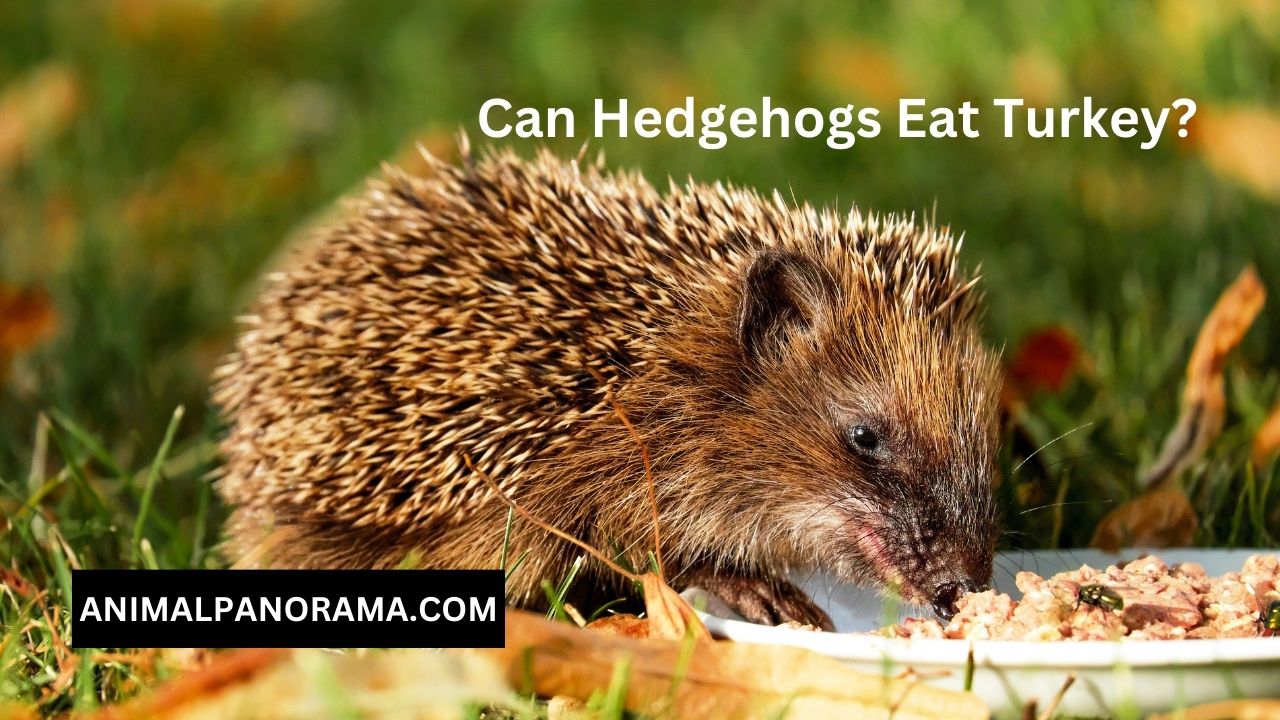 Can Hedgehogs Eat Turkey