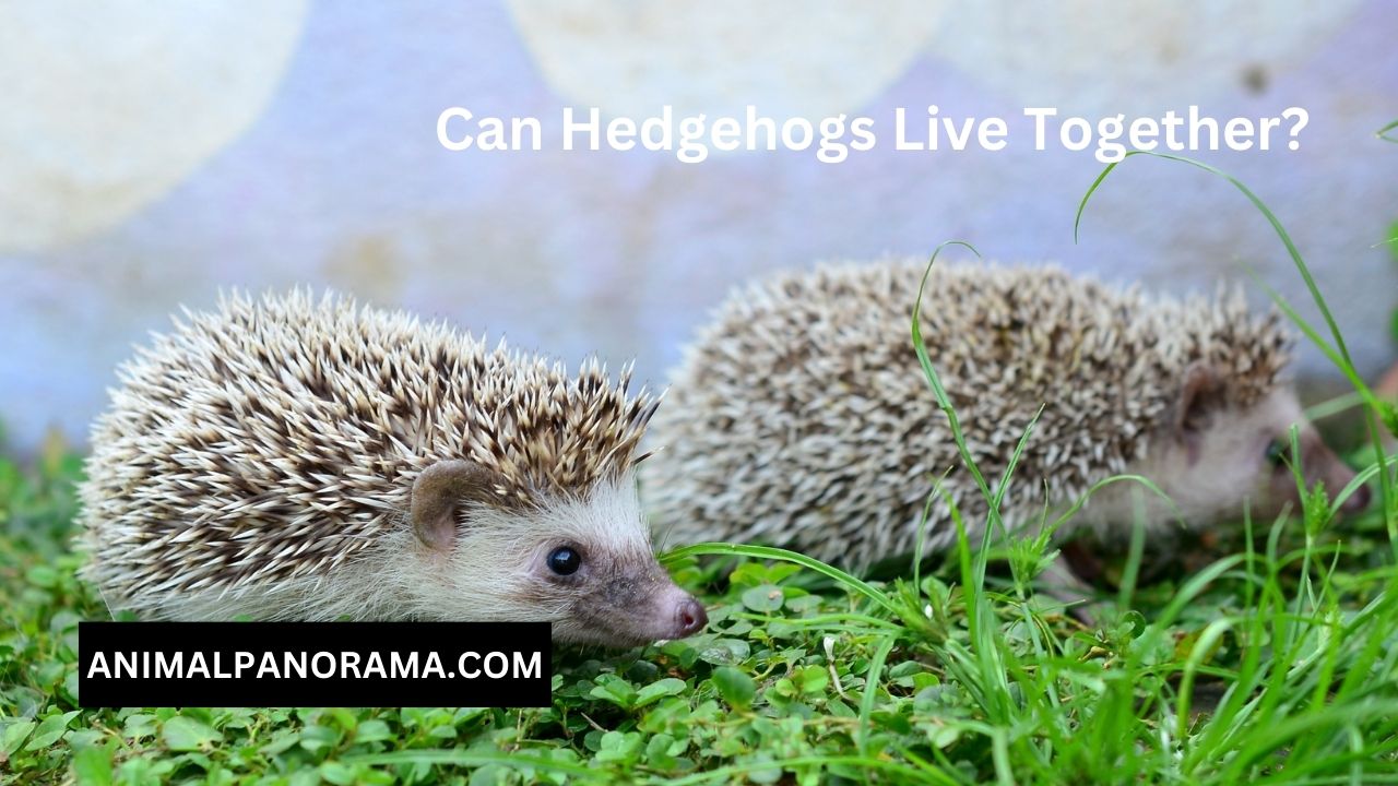 Can Hedgehogs Live Together