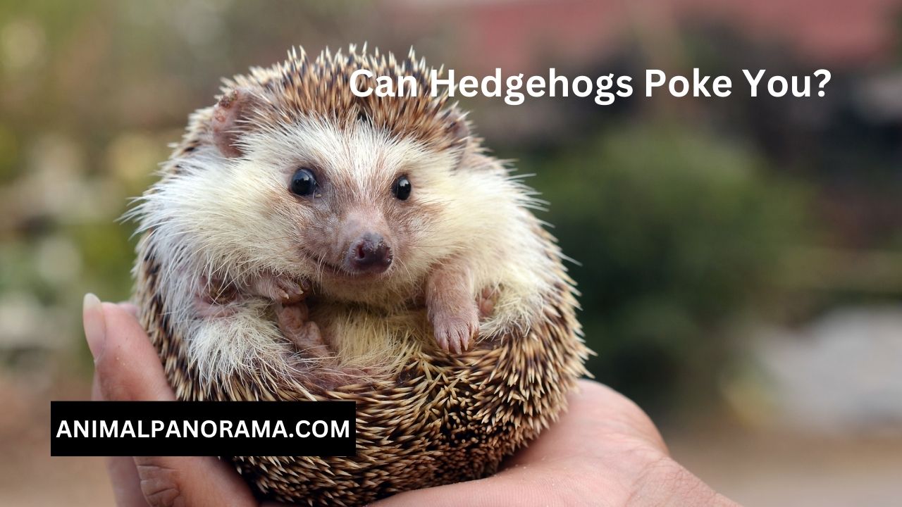 Can Hedgehogs Poke You