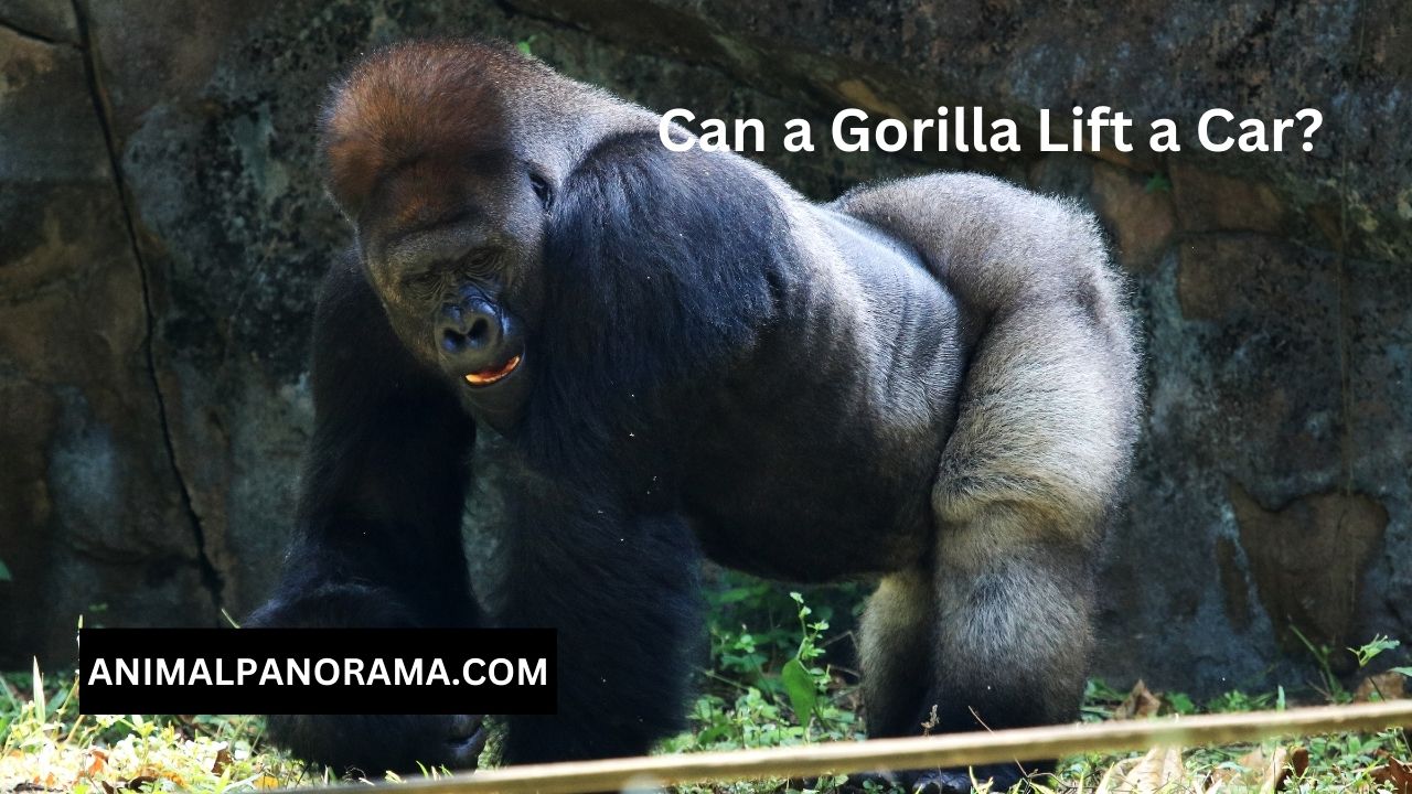 Can a Gorilla Lift a Car