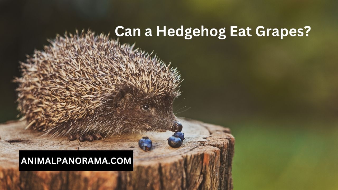 Can a Hedgehog Eat Grapes