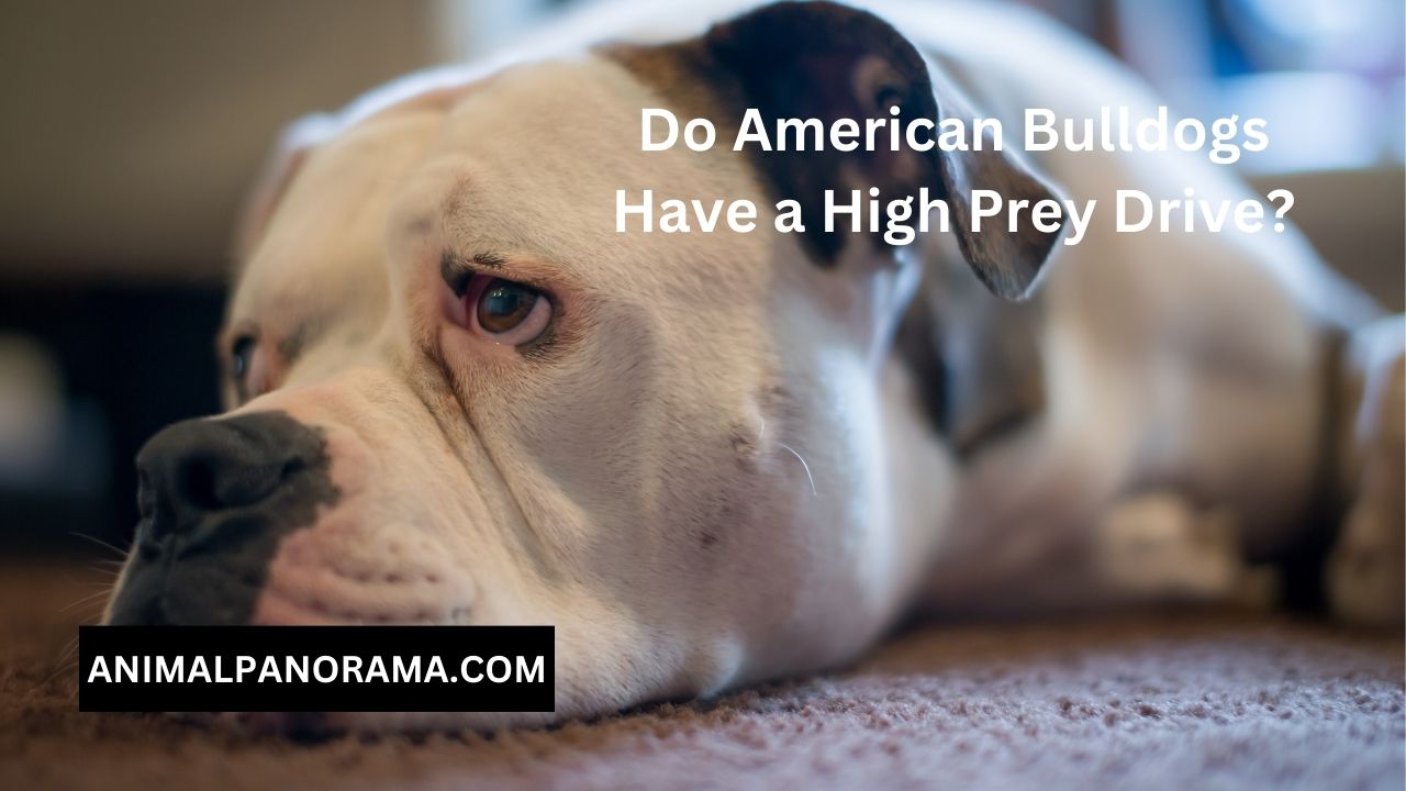 Do American Bulldogs Have a High Prey Drive