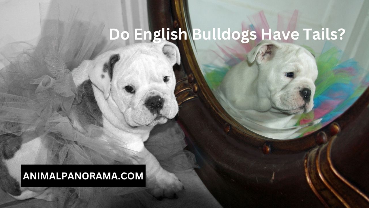 Do English Bulldogs Have Tails