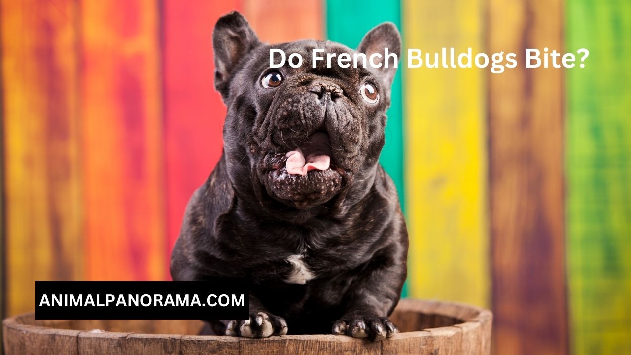 Do French Bulldogs Bite