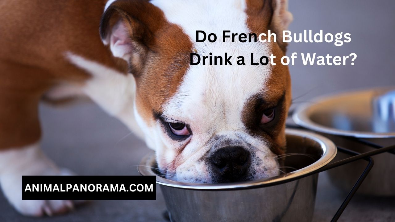 Do French Bulldogs Drink a Lot of Water