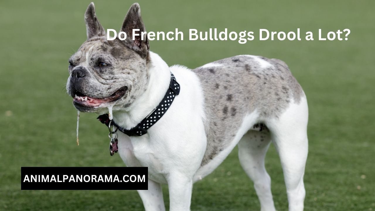 Do French Bulldogs Drool a Lot