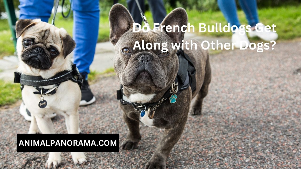 Do French Bulldogs Get Along with Other Dogs