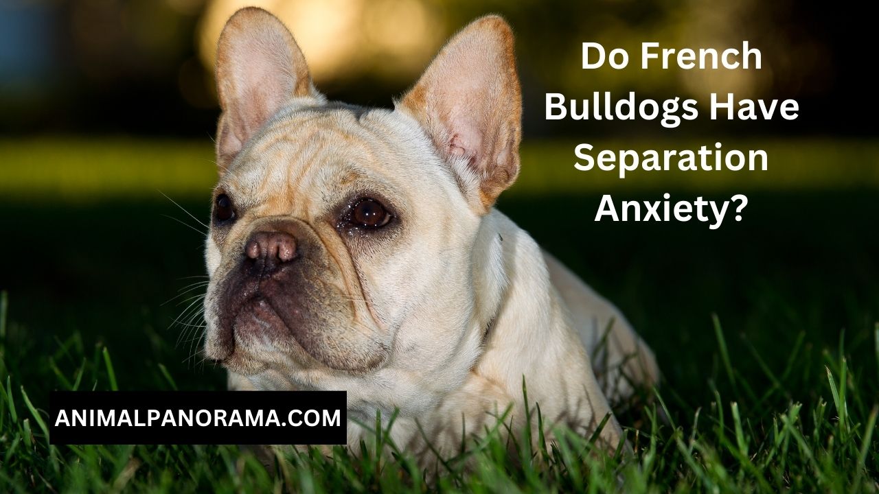 Do French Bulldogs Have Separation Anxiety