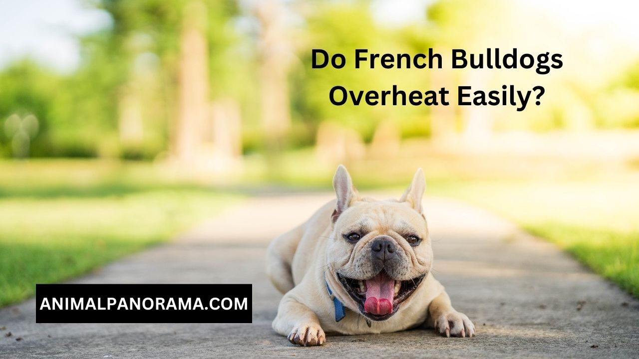 Do French Bulldogs Overheat Easily