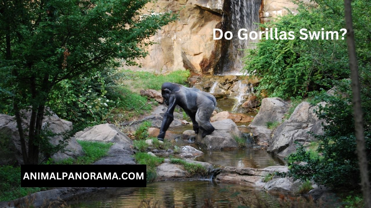 Do Gorillas Swim