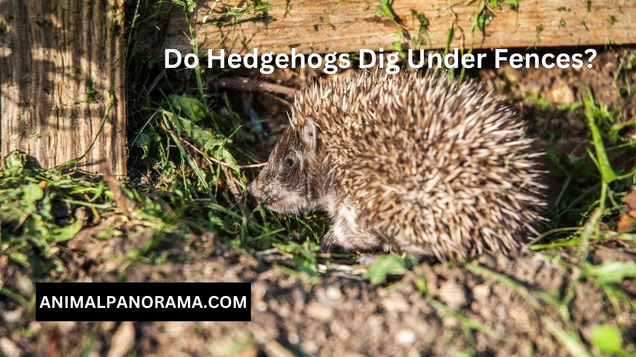 Do Hedgehogs Dig Under Fences