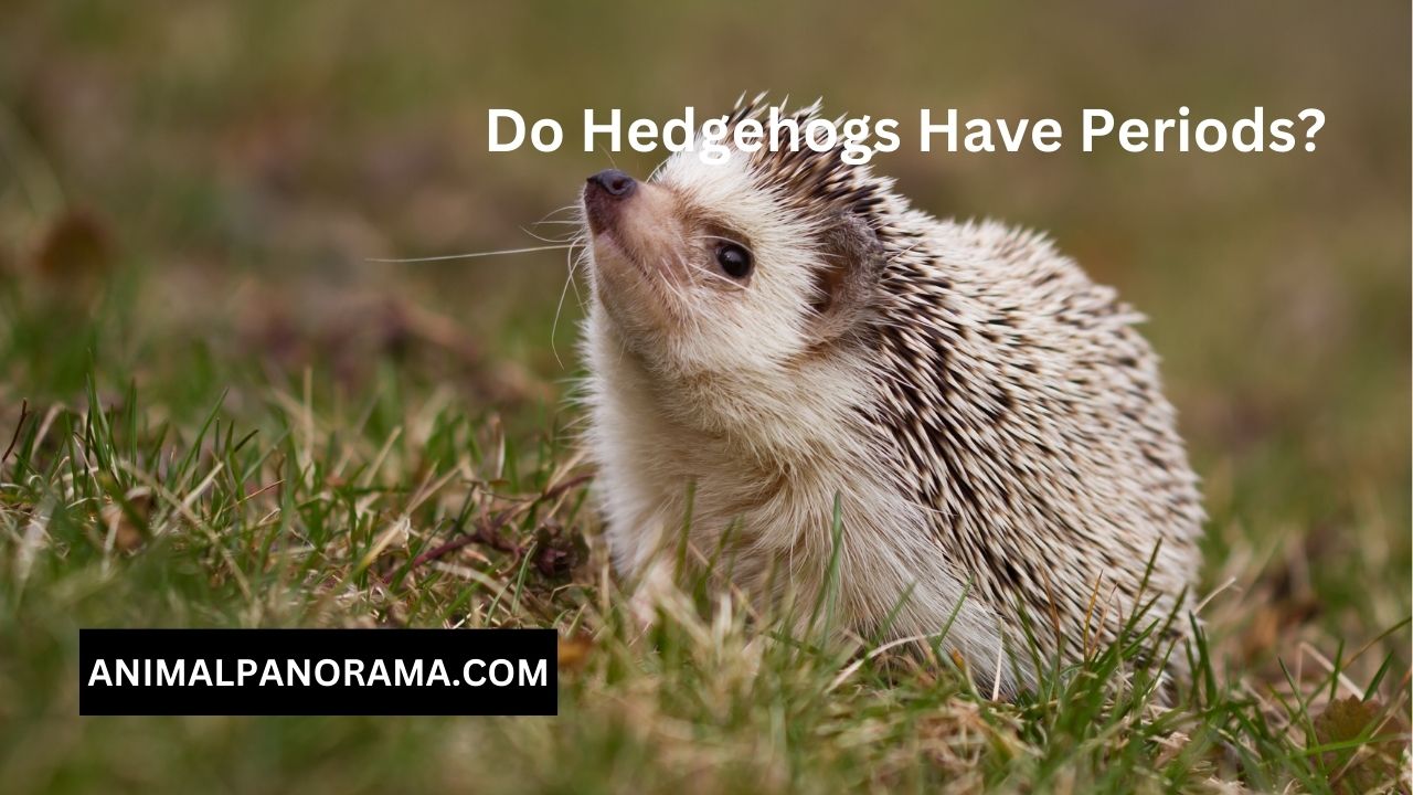 Do Hedgehogs Have Periods