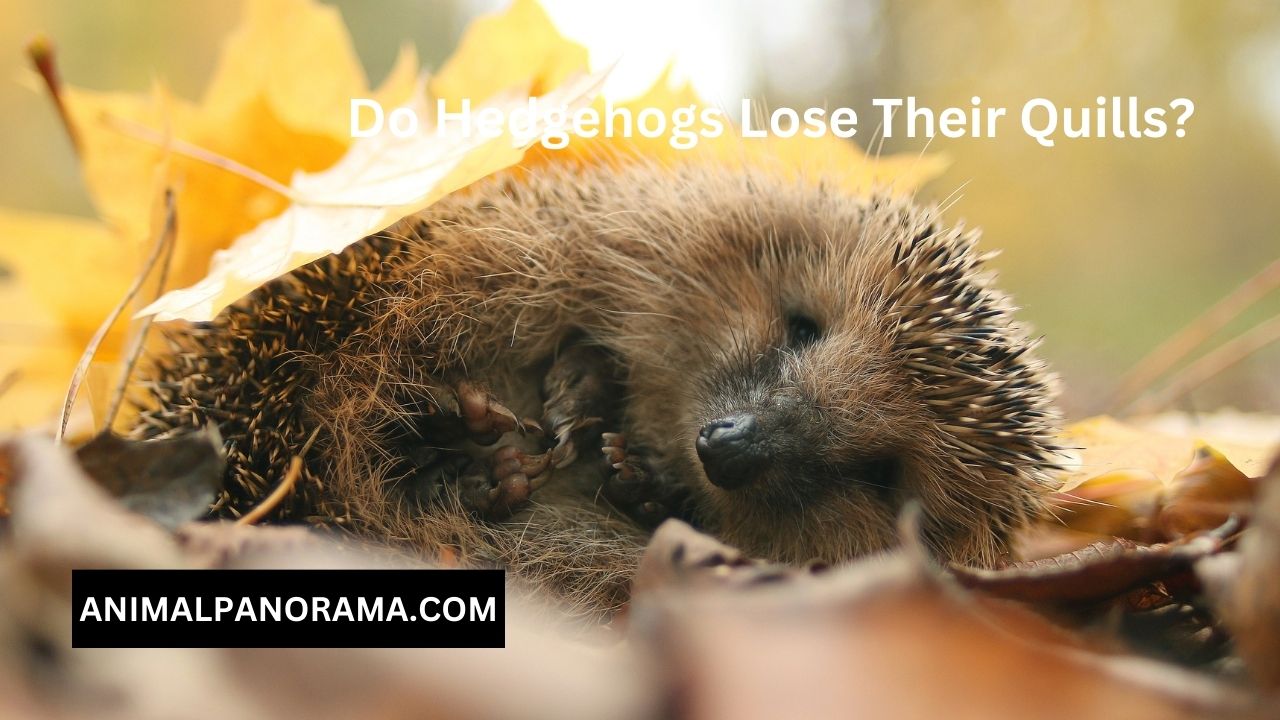 Do Hedgehogs Lose Their Quills