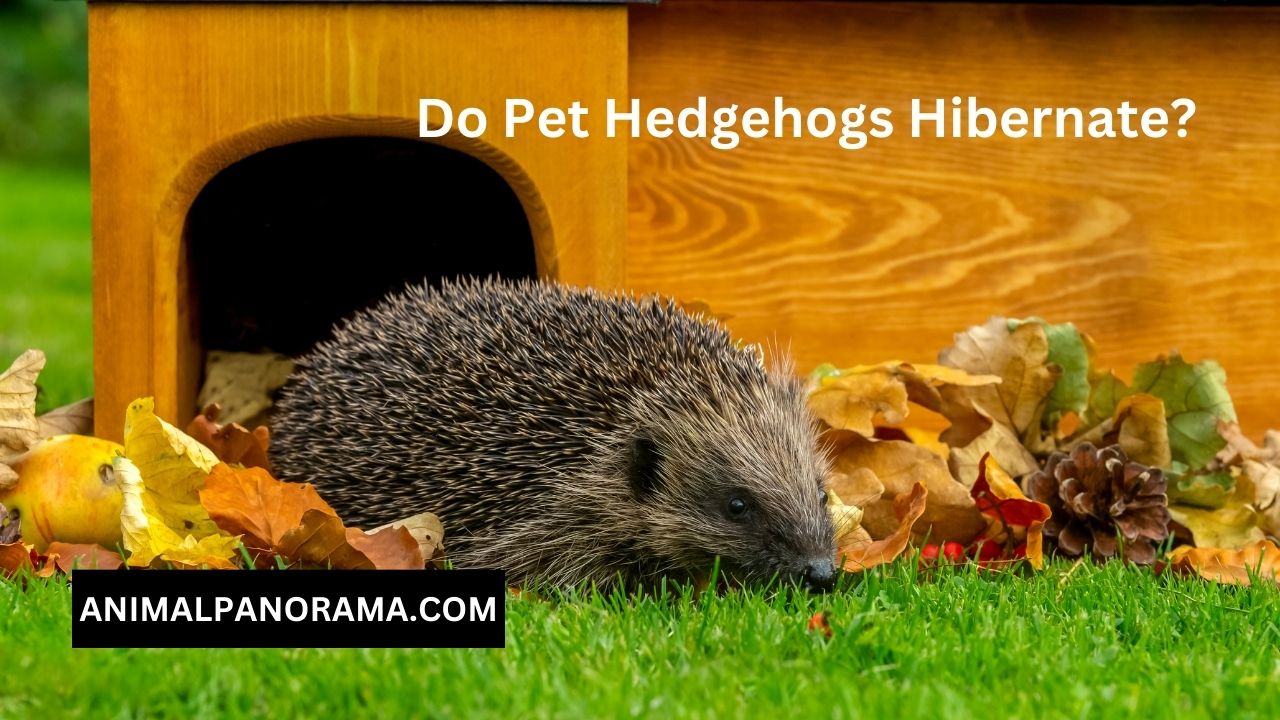 Do Pet Hedgehogs Hibernate