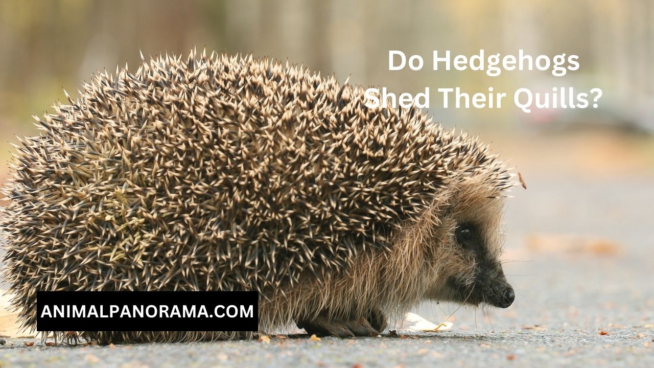 Do hedgehogs shed their quills