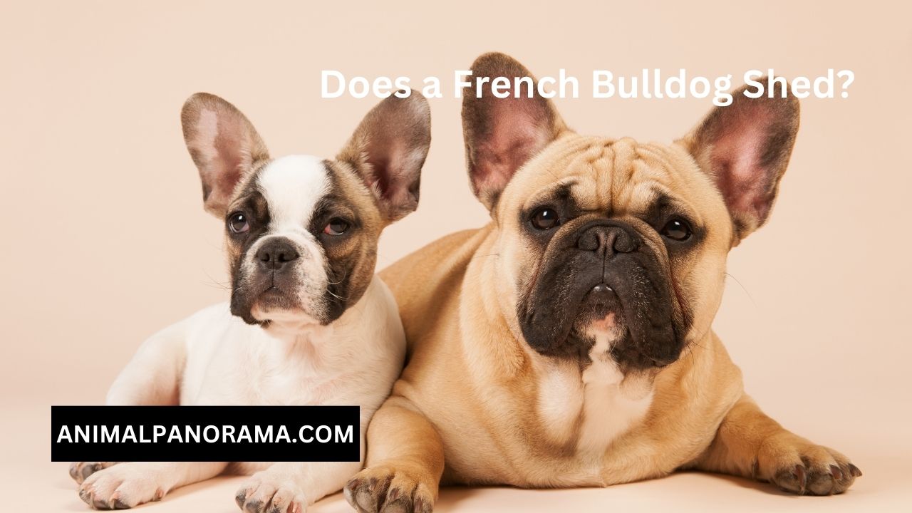 Does a French Bulldog Shed