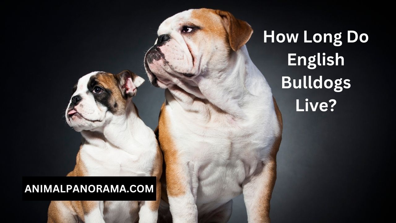 How Long Do English Bulldogs Live