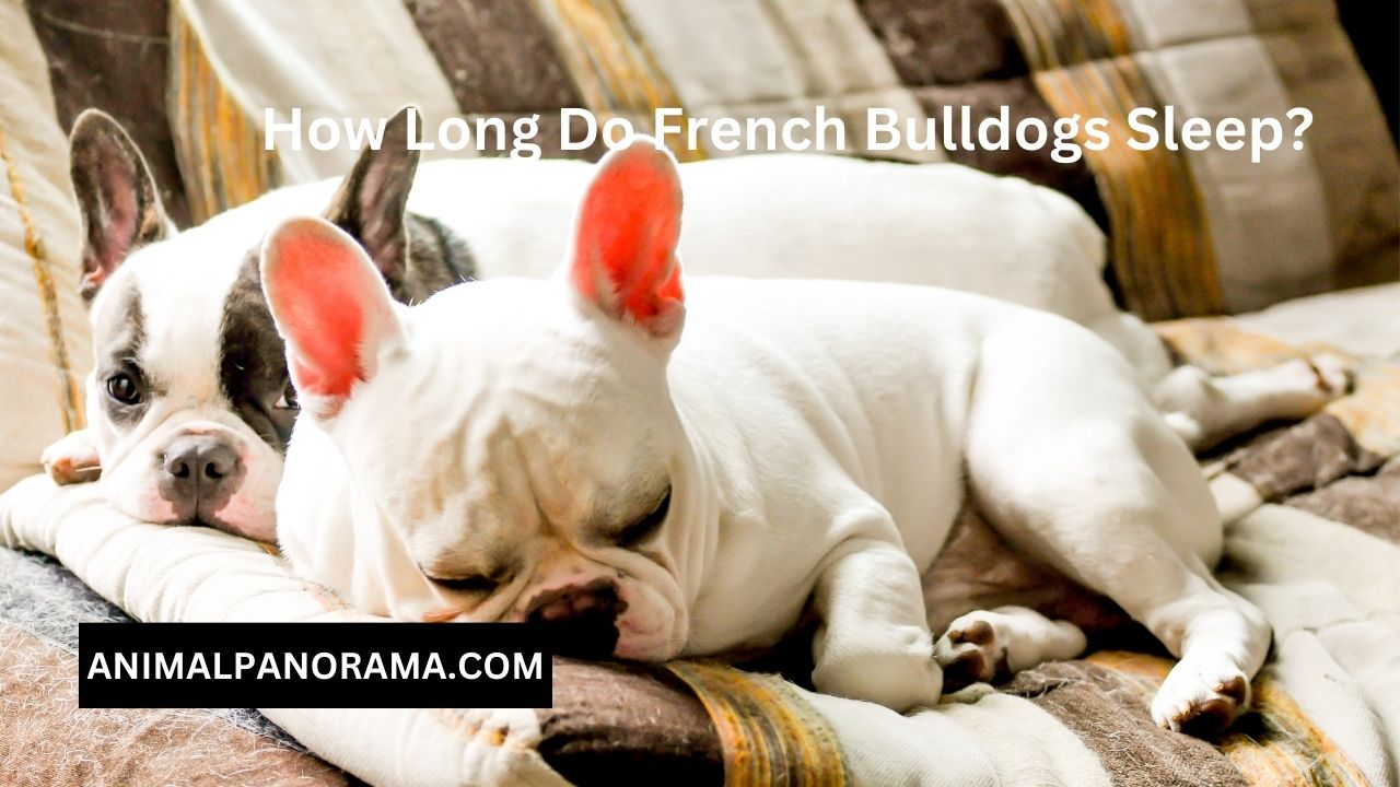 How Long Do French Bulldogs Sleep