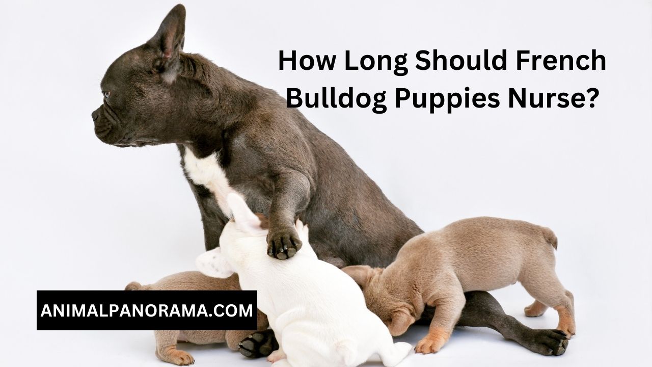 How Long Should French Bulldog Puppies Nurse