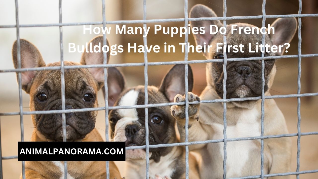 How Many Puppies Do French Bulldogs Have in Their First Litter