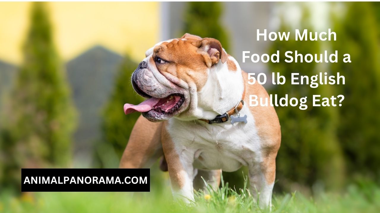 How Much Food Should a 50 lb English Bulldog Eat