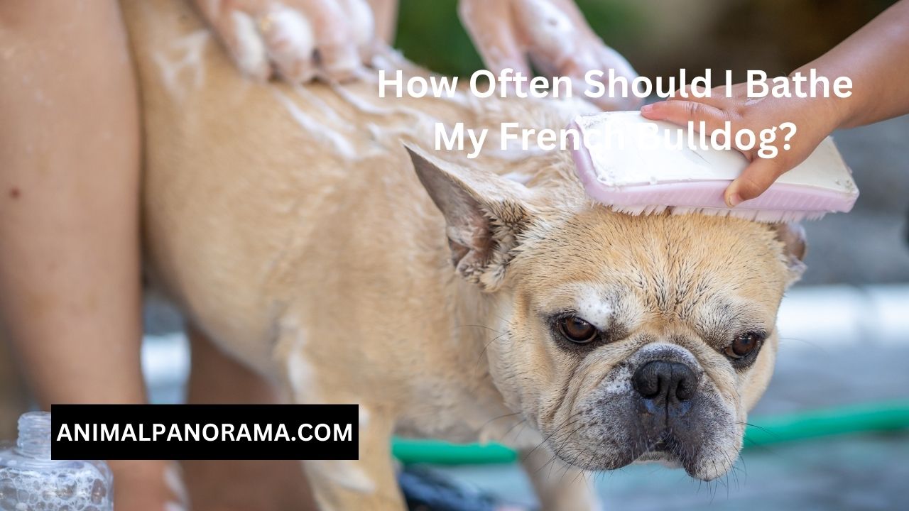 How Often Should I Bathe My French Bulldog