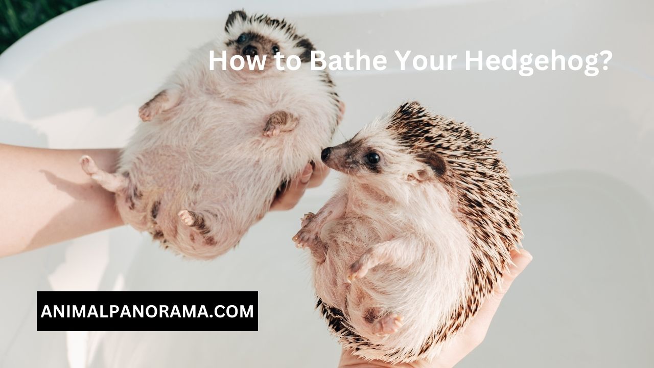 How to Bathe Your Hedgehog