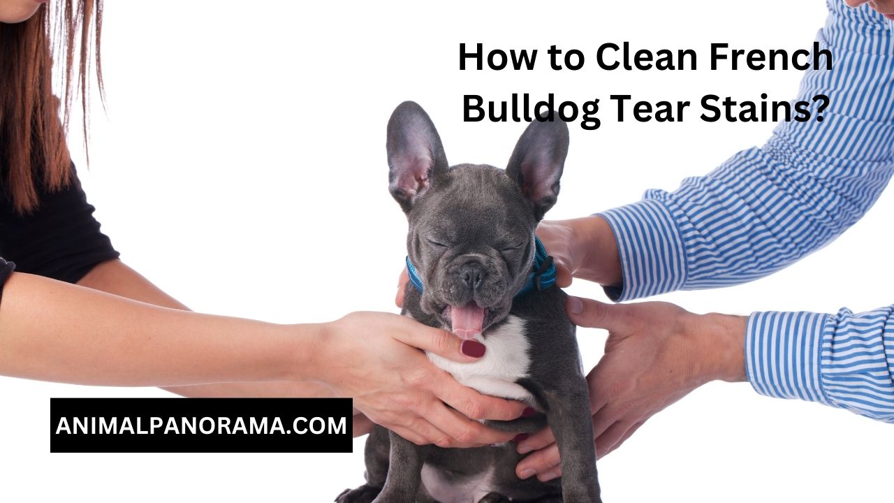 How to Clean French Bulldog Tear Stains