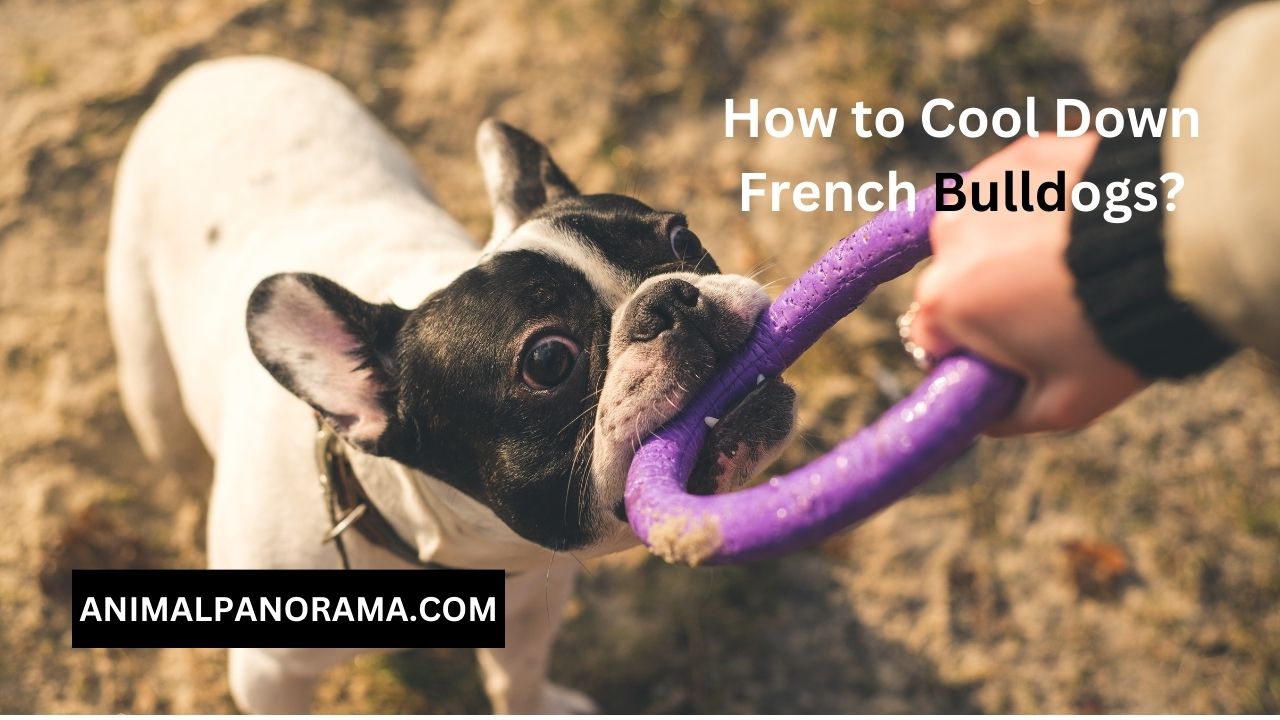 How to Cool Down French Bulldogs