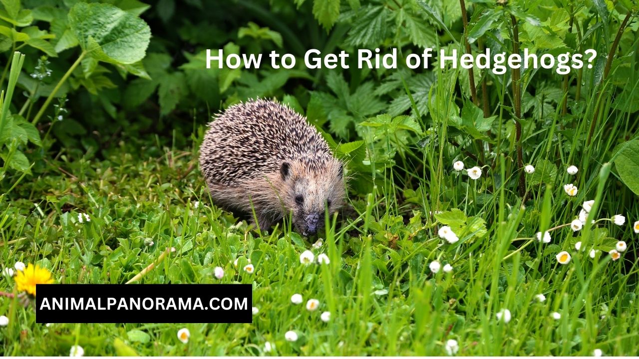 How to Get Rid of Hedgehogs