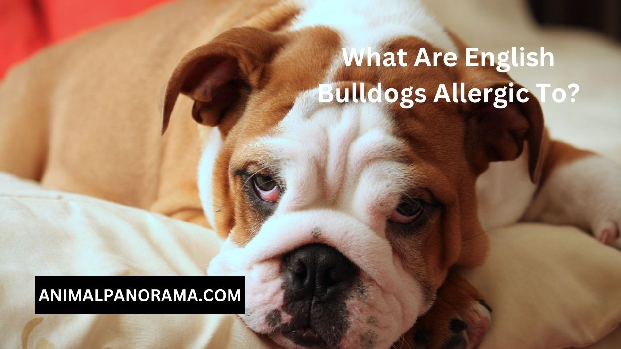 What Are English Bulldogs Allergic To