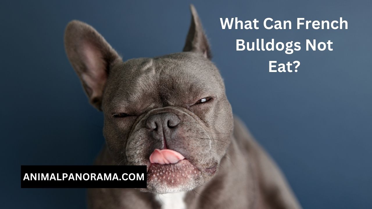 What Can French Bulldogs Not Eat