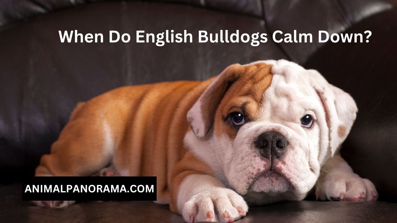 When Do English Bulldogs Calm Down