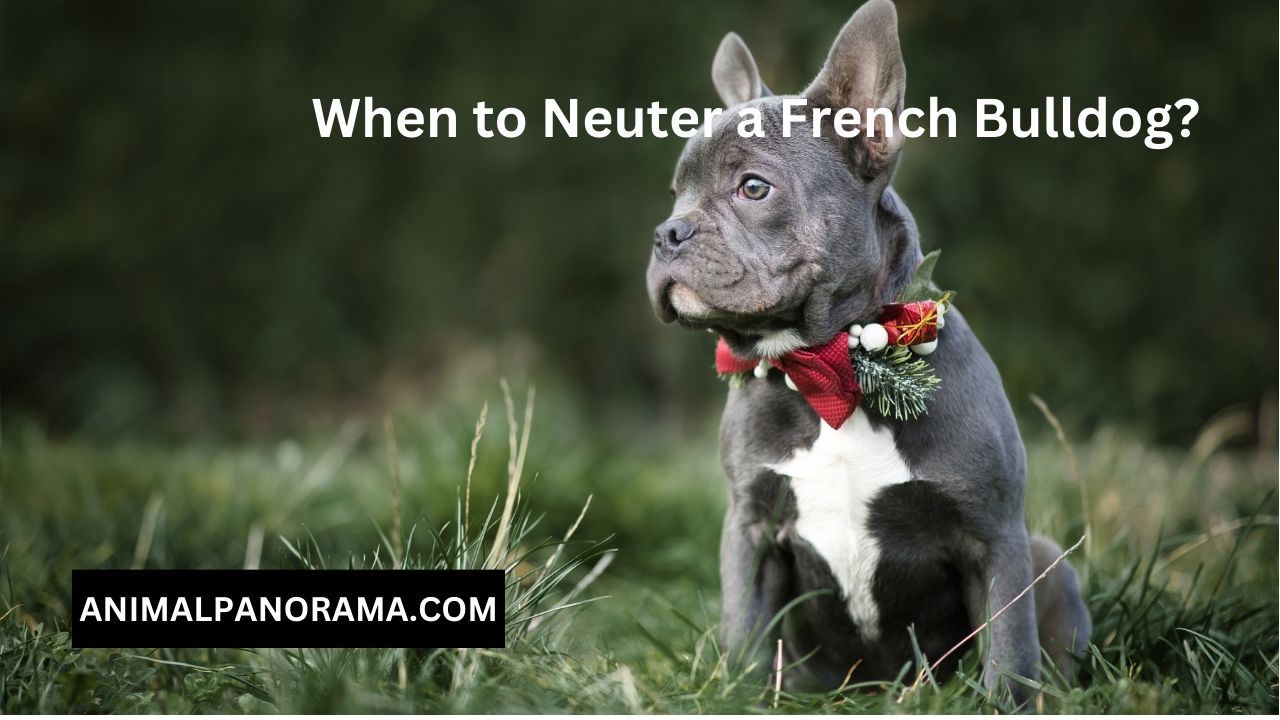 When to Neuter a French Bulldog