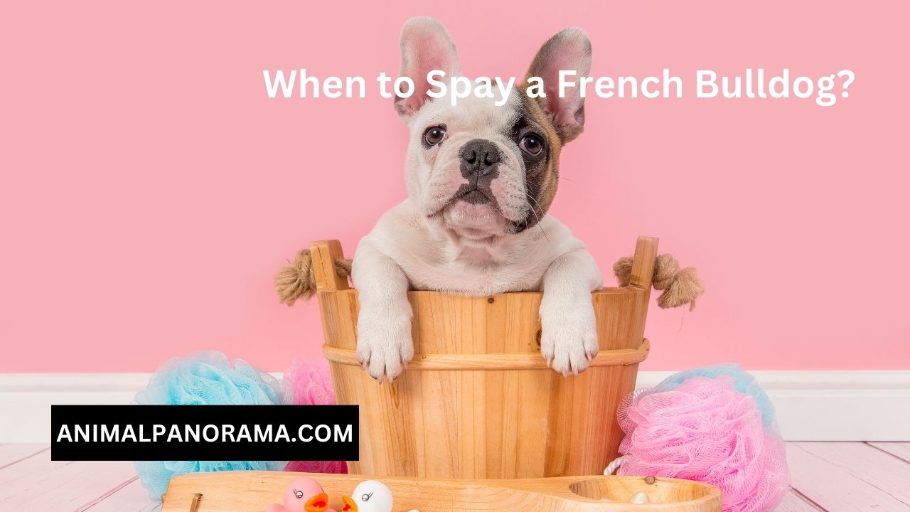 When to Spay a French Bulldog