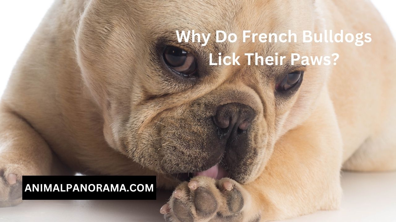 Why Do French Bulldogs Lick Their Paws