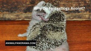 Why Do Hedgehogs Anoint?